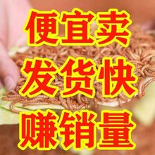 ����x���w�S���x���x�W�^�~���������~��ü�Bʯ����ϰ��]