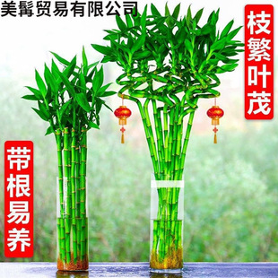 �D�\��ˮ�B����ˮ�฻�F��ֲ���_�\��͏d������������ؔ�҃�ֲ��