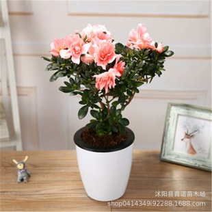 ����ֱ�N���N������ �^��ֲ�� �҃��_���^�p���� �̨�Gֲ����