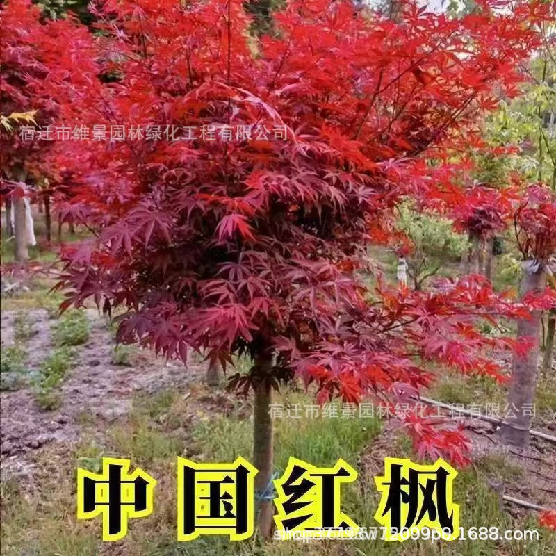 Chinese red maple