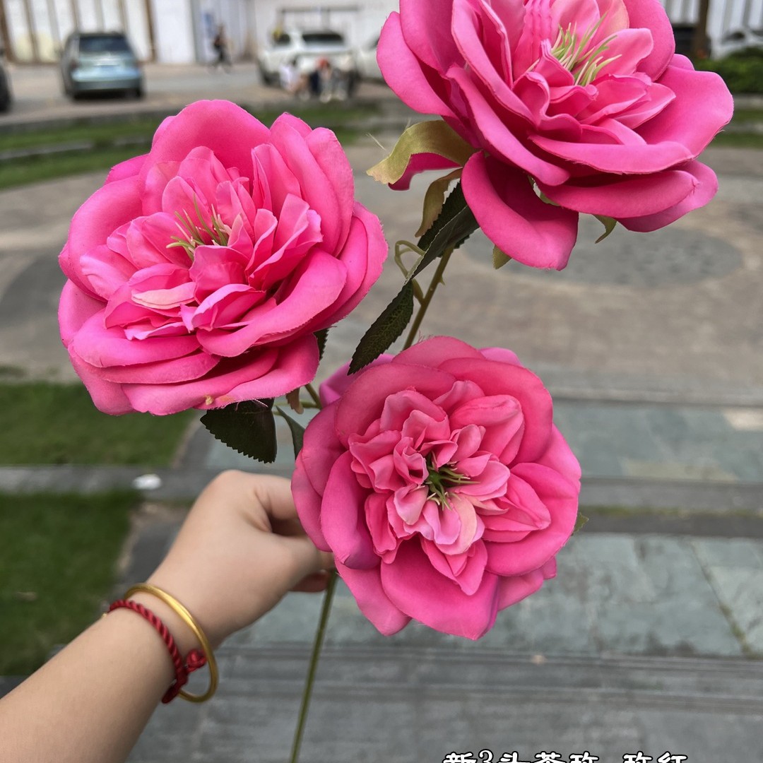 Nuevo 3 té rosa rosa rojo