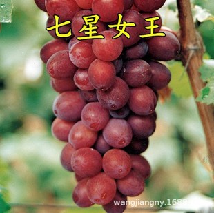 Seven Star Queen Grape Seedlings, Large Seedlings, Climbing Vines, Sapphire Grape Small Saplings Planted North and South, Potted Plants That Bear Fruit in the Same Year