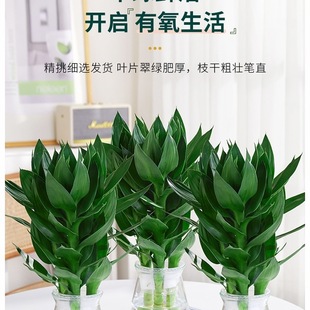 �^�����F��ˮ��ֲ�ﻨ�ܾGֲ�lؔ���҃���������ˮ�B���B�͏d