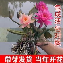 ��˯ɏ���K����ˮ�������ļ�ˮ��ֲ��ˮ�Bɏ���ɻ��N�����������B