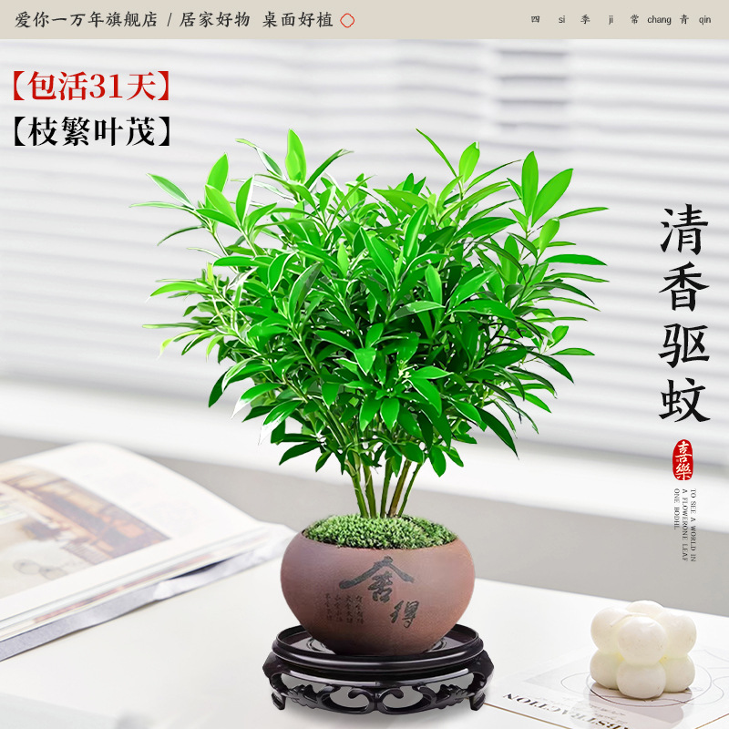 모기퇴치대나무와 편백나무 + 세면대 + 원형베이스 (포장석 + 영양액 포함)