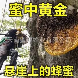 正宗悬崖蜜 有蜂巢不是意蜜冒充】云南悬崖黑蜜野生大黑蜂蜜 岩蜜