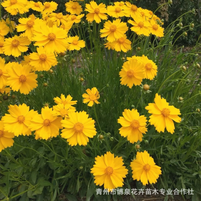 Оптовая продажа кореопсиса из базы Цинчжоу для ландшафтных проектов - многолетний кореопсис.