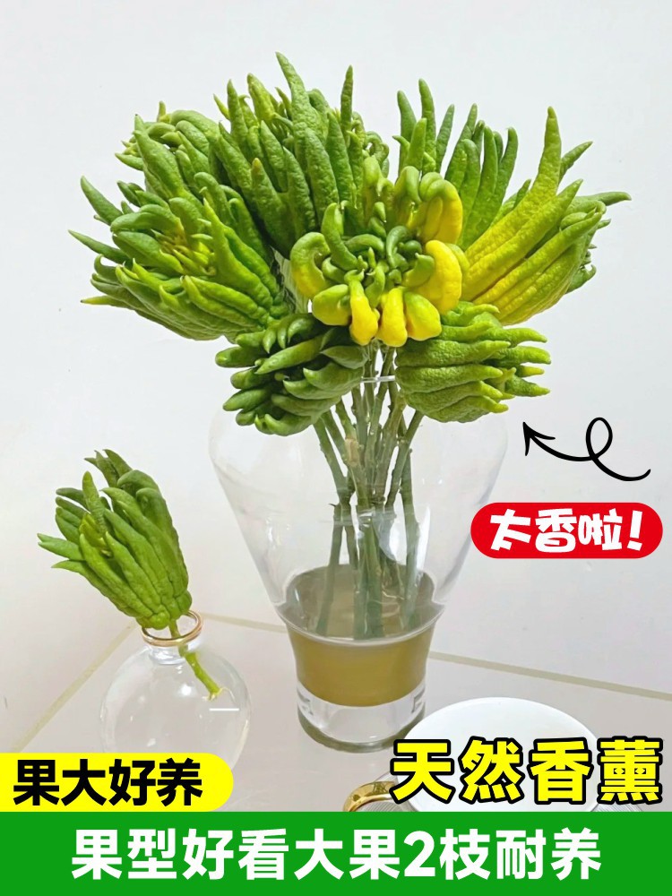 (과일이 크고 관리가 쉽고 모양이 좋다) 큰 과일 [가지 2개] 관리가 용이함 (병 제외)