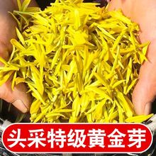 2024新茶【头采特级黄金芽】正宗浓香型高档绿茶散装罐装礼盒