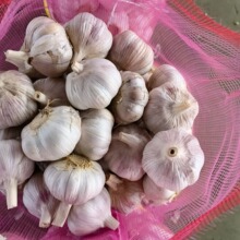 金乡出口仓库直发蒜头杂交白蒜红蒜小网袋装新鲜红皮白皮大蒜