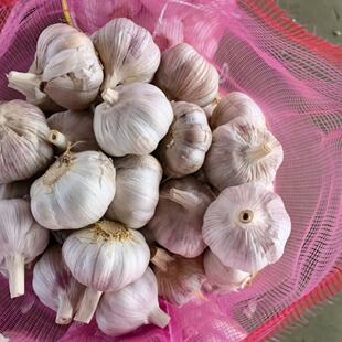 ���l���ڂ}��ֱ�l���^�s������t��С�W���b���r�tƤ��Ƥ����