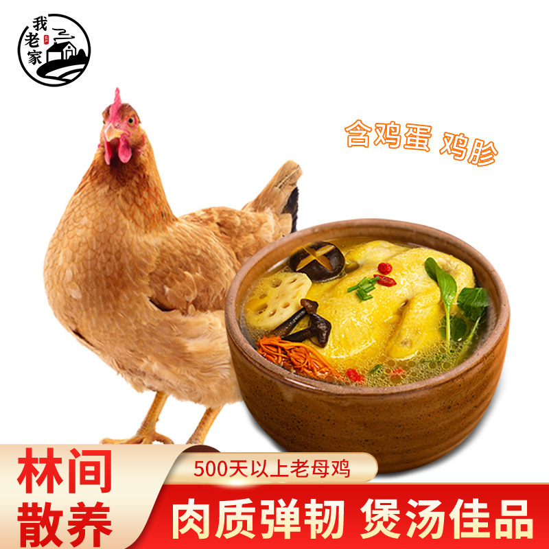 Sf Express Free Shipping Fresh 500-Day Free-Range Old Hen 1000±50G/Free-Range Chicken Chicken Fresh One Piece