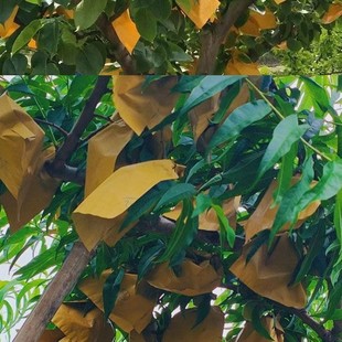 Special Bag for Fruit Bagging, Water Bag, Insect-Proof and Bird-Proof Fruit Tree Paper Bag, Special Bag for Fruit Bagging