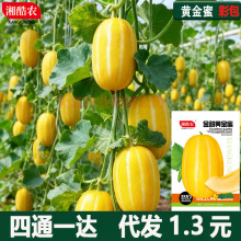 黄金蜜甜瓜种子春季夏季黄金道黄皮香瓜种籽超甜脆早熟高产水果种