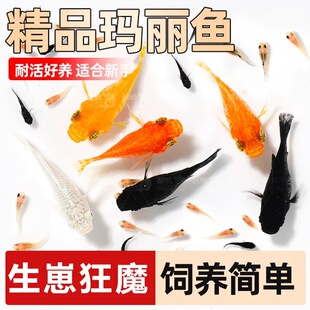 �ᎧС�~���^�p�~�t�S�����~С�͵�ˮ�~���R�~��ȸ�������~���w