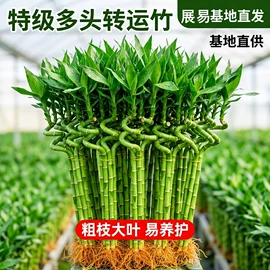 盆栽;盆景;种子