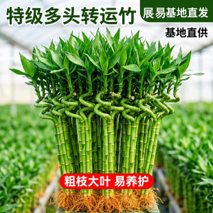 �����D�\��ˮ�฻�F��ֲ���_�\��ˮ�B�͏d�����������҃�ֲ�ﺬ��