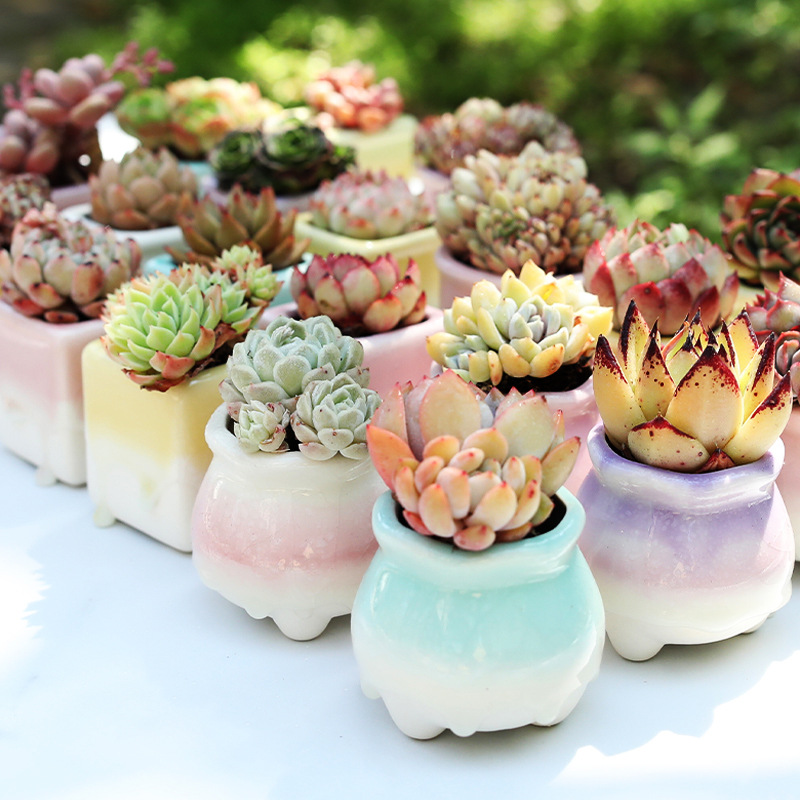 Fleshy flowerpot fleshy plant small flowerpot ice crack flow glaze stone flower fart cactus ceramic small flowerpot