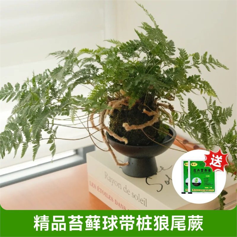 [화분을 가져가는 것이 좋다] 고운 이끼볼과 스테이크가 있는 늑대꼬리고사리