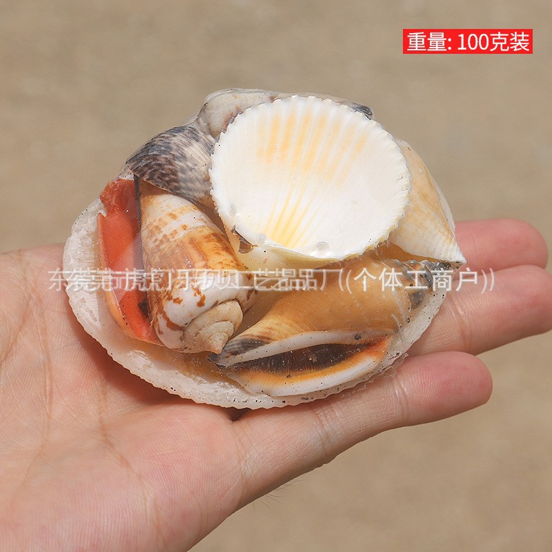 Concha Daquan natural con cera de pescado, materiales decorativos mediterráneos DIY al por mayor