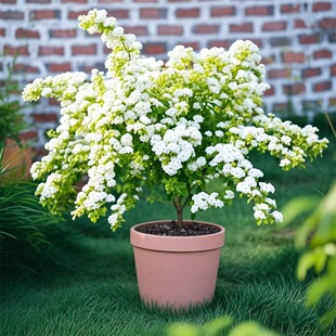 ���ذ꽑���ա�С�����S����Ȫ����ͥԺ���@�������ذꇊѩ�����B