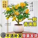佛手柑树苗盆栽带果室内阳台庭院老桩金华佛手鲜果树好养花卉绿植