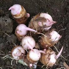 红芽芋头福建现挖粉糯毛芋艿香芋子非广西荔浦新鲜小芋头蔬菜包邮