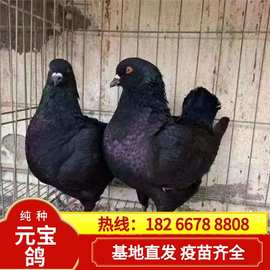 广东观赏鸽养殖场淑女鸽价格大体元宝鸽多少钱公斤鸽种鸽包邮