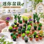 微缩迷你盆栽植物仙人柱