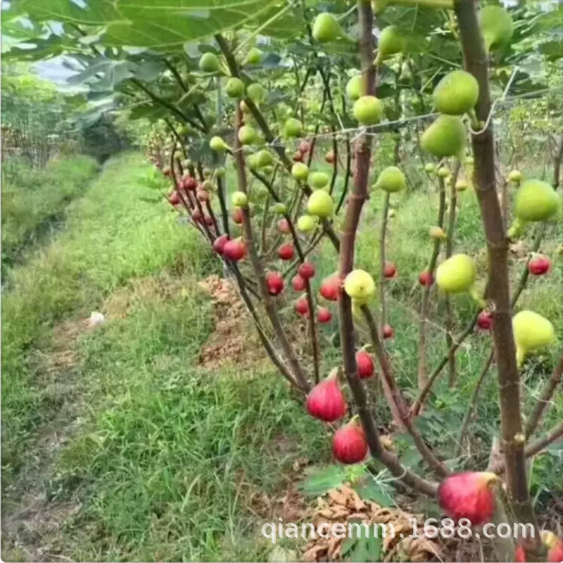 基地批发无花果树果树苗大盆栽地栽矮化果苗南北方当年结果无花果