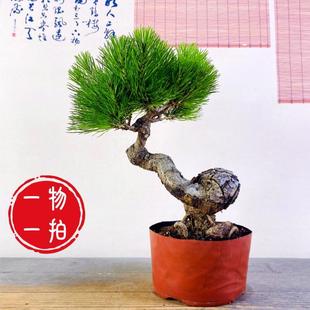 �Sɽ�ɰ����辰�Ϙ����ɘ�����ӭ������������С�;Gֲ�[��