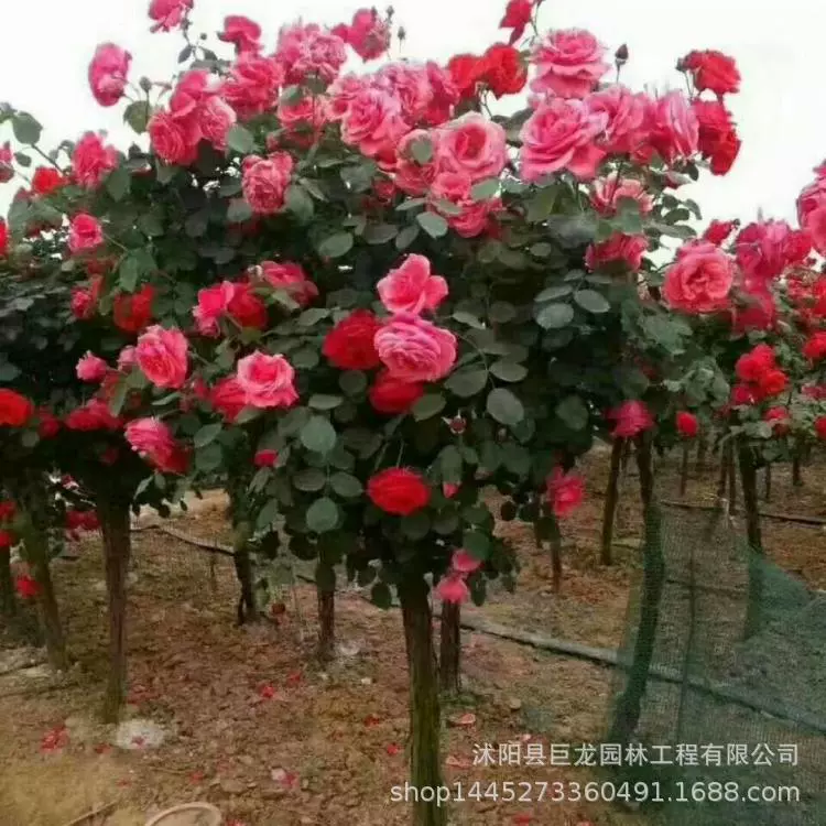 Роза рассада с крупными ароматными цветами, большое розовое цветочное дерево 3-4-5-67-8-10 см.