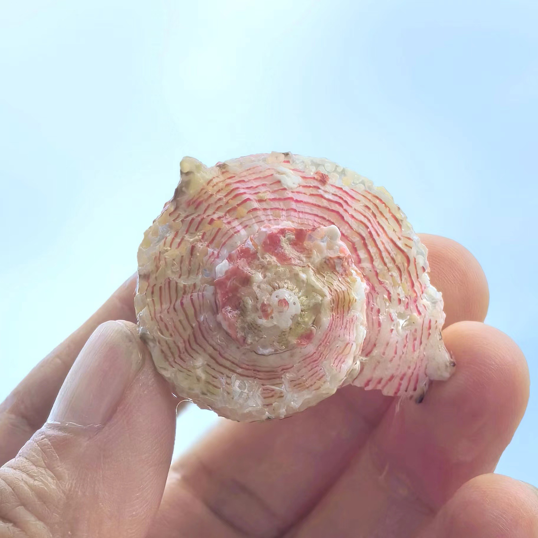 Unsound crown snail (1 processed product)