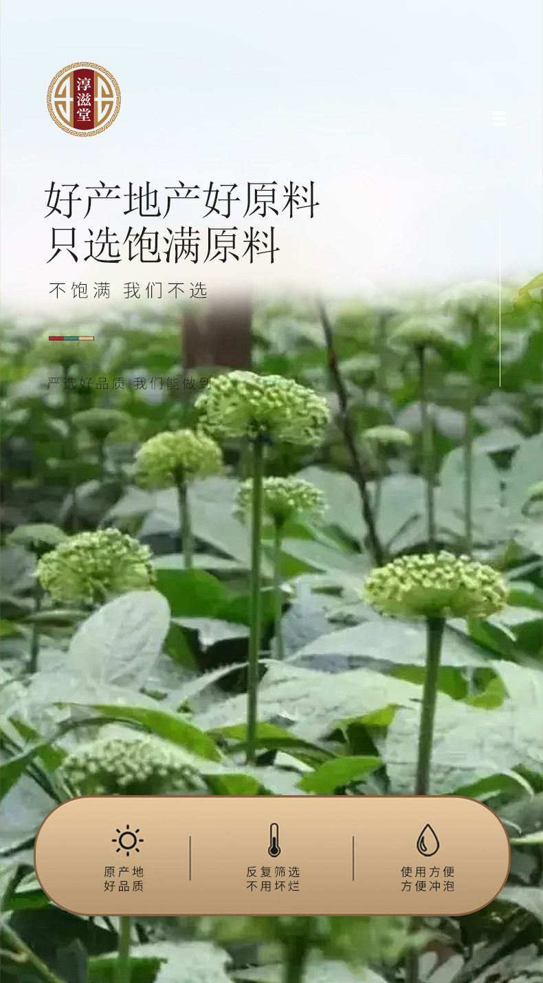 Panax notoginseng _05 jpg