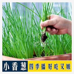 С���[�ѷN���ļ��׷NͥԺС�[�N���̨�҃������[�N�Ӽ�ͥ�˷N��