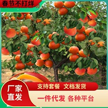 һ�����l���Ә����޽�����ɳ��t���Ә���ͥԺ������ϱ����Nֲ