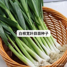 �׸���Ҷ���������ļ��߲���������ͥԺ��̨�����ͺ���Ҷ�߲�����