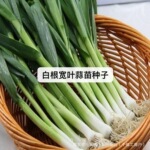 白根宽叶蒜苗种子四季高产白蒜苗籽庭院阳台盆栽耐寒大叶蔬菜种子