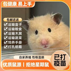 花盆容器;猫猫窝/笼/垫;猫猫玩具