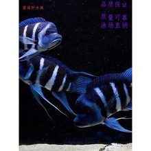 �Ꭷ��������̹�����w�{���g��¡�ϻʹ����g��¡�����g�_���{���g