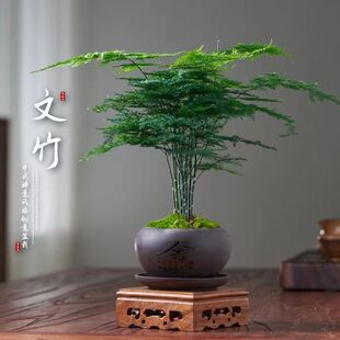 [Boutique] Asparagus Potted Plants Indoor Air Purification Office Green Plants Flower Potted Bonsai Small Potted Plants