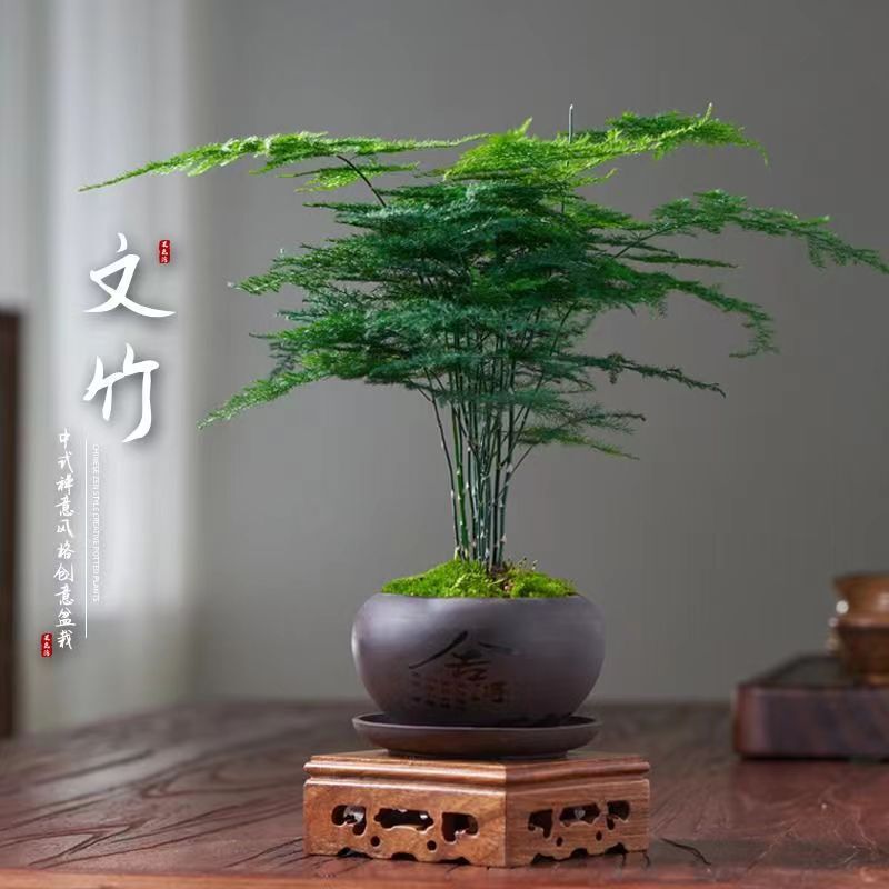 [Premium Product] Asparagus Fern Potted Plant for Indoor Air Purification, Office Greenery, Flower Potted Plant, Bonsai, Small Potted Plant