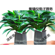 ���~��荾G�������ԾG�}�jˮ��Gֲ���k���҃�����ȩ�ļ����B����