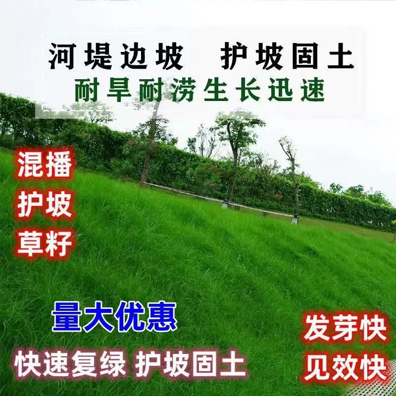 Семена травы для защиты склонов, газонные семена, вечнозеленая ковровая трава, высокая фестуза, зеленение шахт, экологическое восстановление, ландшафтное проектирование