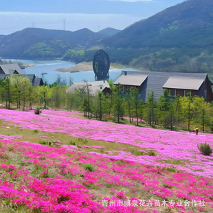 Shibazakura Flower Potted Perennial Grass Garden Forest Engineering Flower Sea Phlox Flower Seedlings Ornamental Ground Cover Clump Phlox