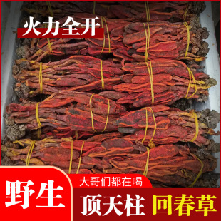 回春草干货云南回春草搭配锁阳回心草 顶天柱 回春草批发500克/件-阿里巴巴