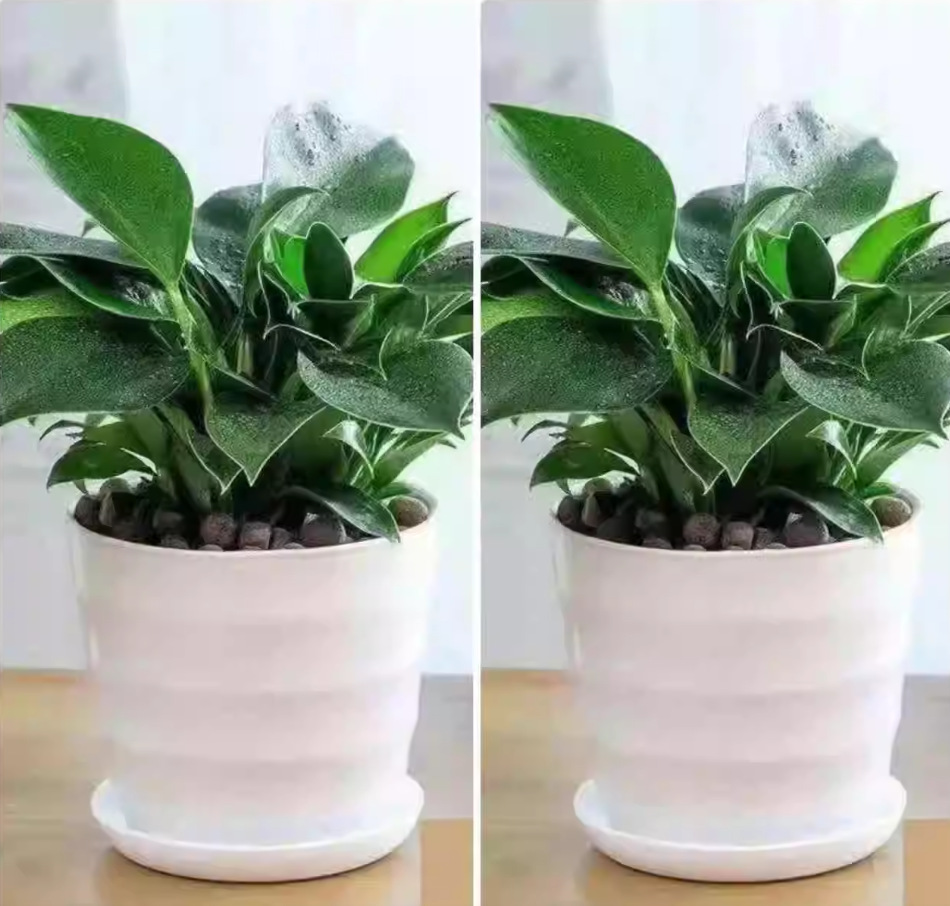 金鑽110 # 【2盆-3顆】(25-30cm+2個白色螺紋盆)