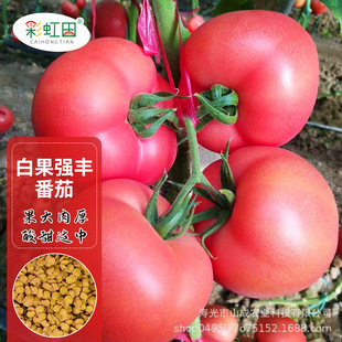 �׹����S��۷��ѷN�Ӵ������t���N�����ļ�������������֧�ִ��l