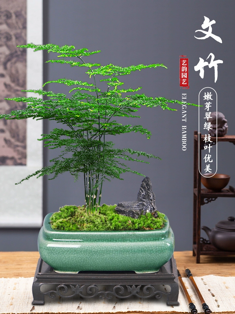 Внутренние растения в горшках с спаржей очищают воздух в офисе, легко выращивать цветочные бонсай, вечнозеленые настольные маленькие зеленые растения круглый год.