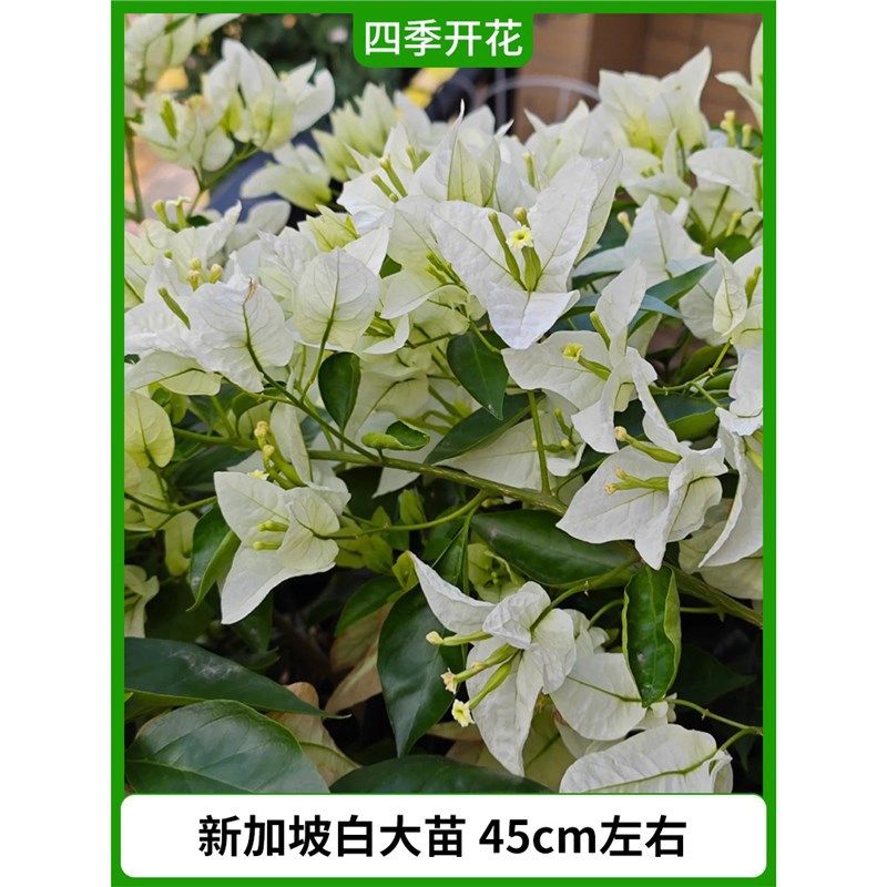 싱가포르 흰모종은 약 45cm [사계절 내내 꽃이 핀다]